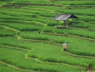 Agriculture Leader