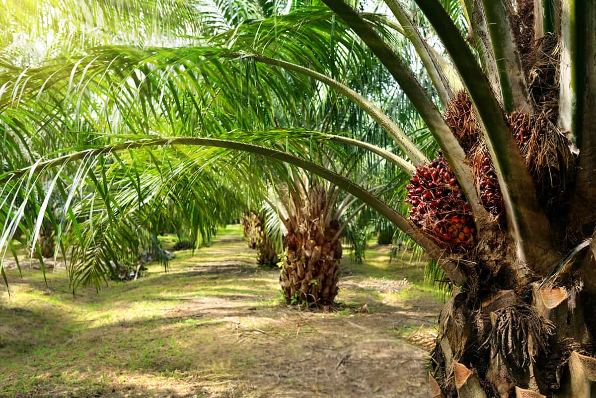 Indonesian Palm Oil: Quality, Applications, and Import